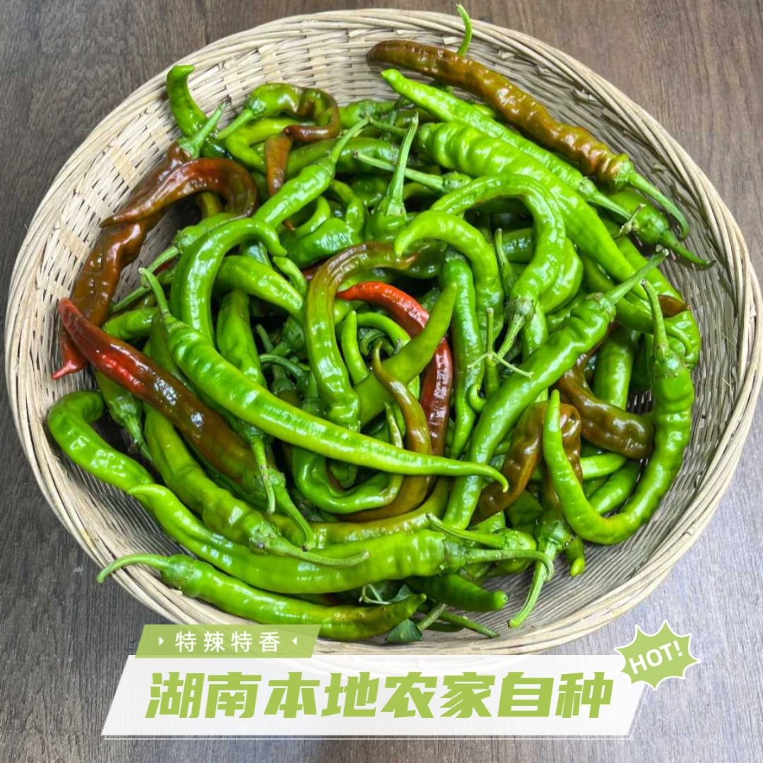 湖南本地辣椒 青紫红搭配 半青半紫半红皱皮辣椒农家自种新鲜薄皮