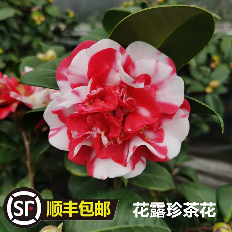 花露珍茶花复色系花蝴蝶室内庭院好养好看绿植盆栽