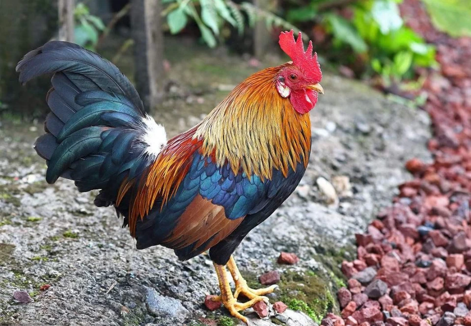 散养土公鸡走地溜达鸡