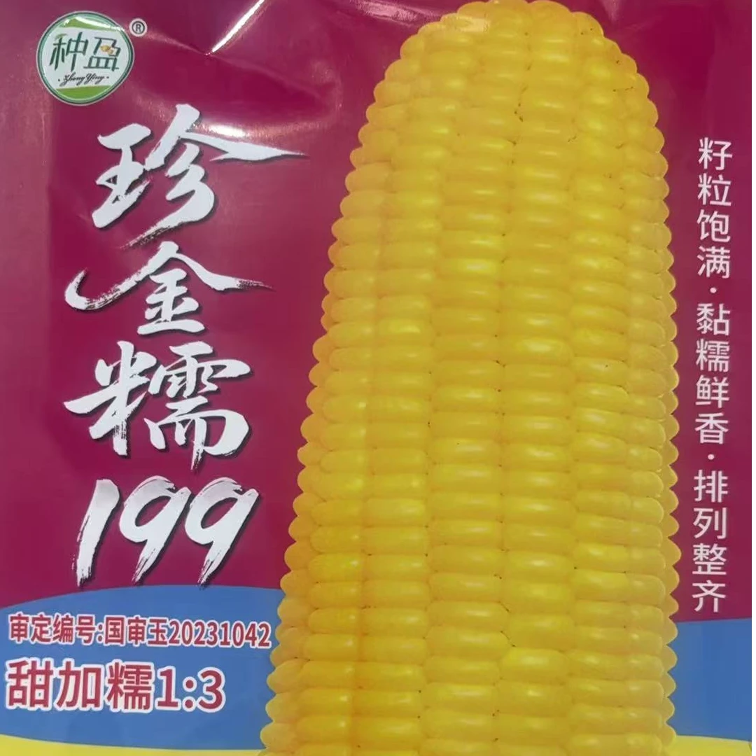 珍金糯199黄玉米种子