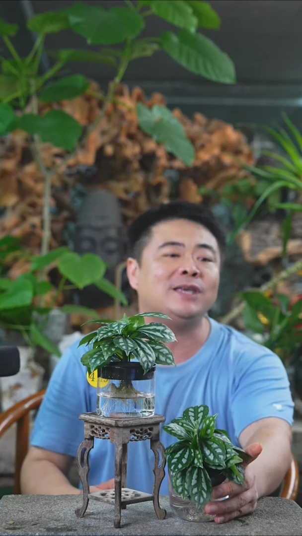 完全开放冰水花419T