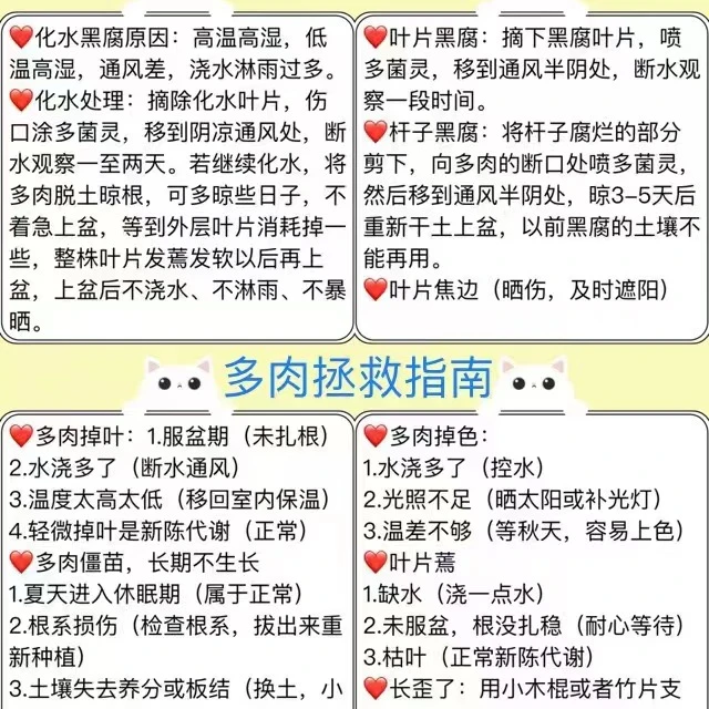 精品肉肉一颗  好种好养   新手老手都可养  室内室外能