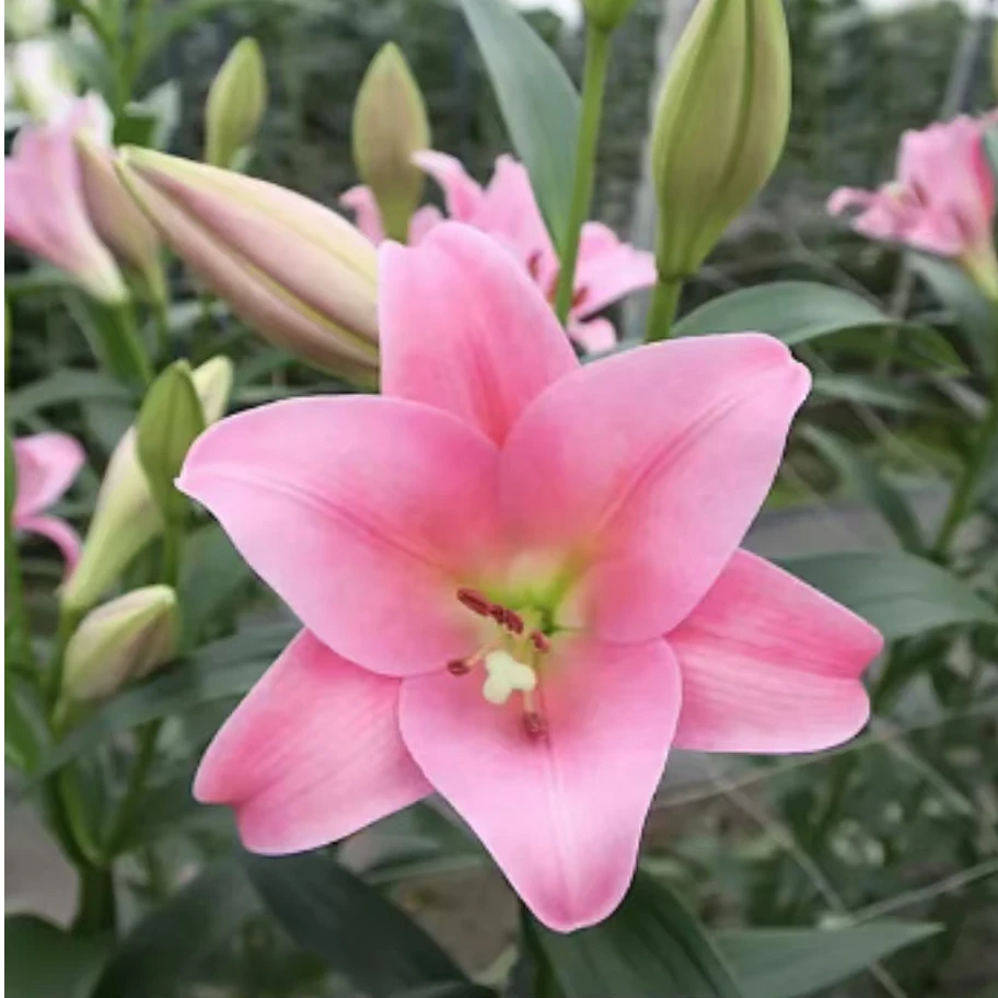 1颗百合种球【瓦雷泽20-22】长芽球不售后