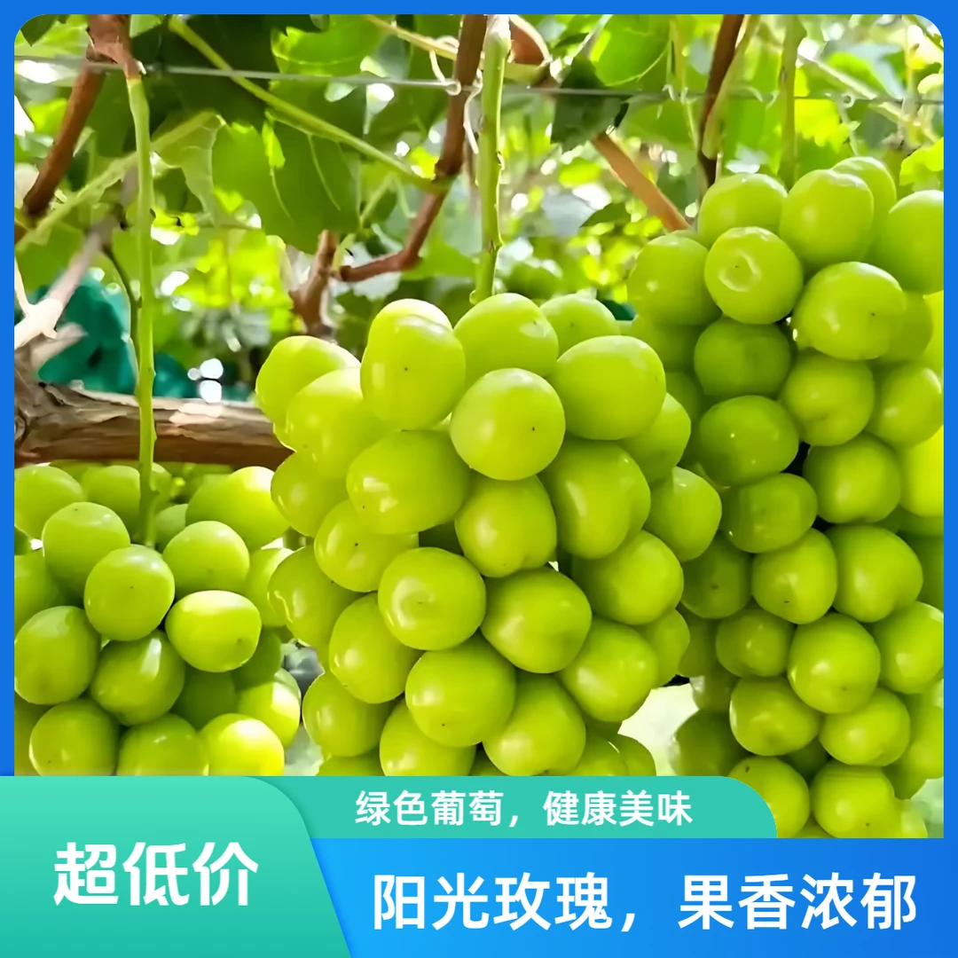 【顺丰包邮】正宗阳光玫瑰葡萄水果整串现摘新鲜发货葡萄同城送河北省