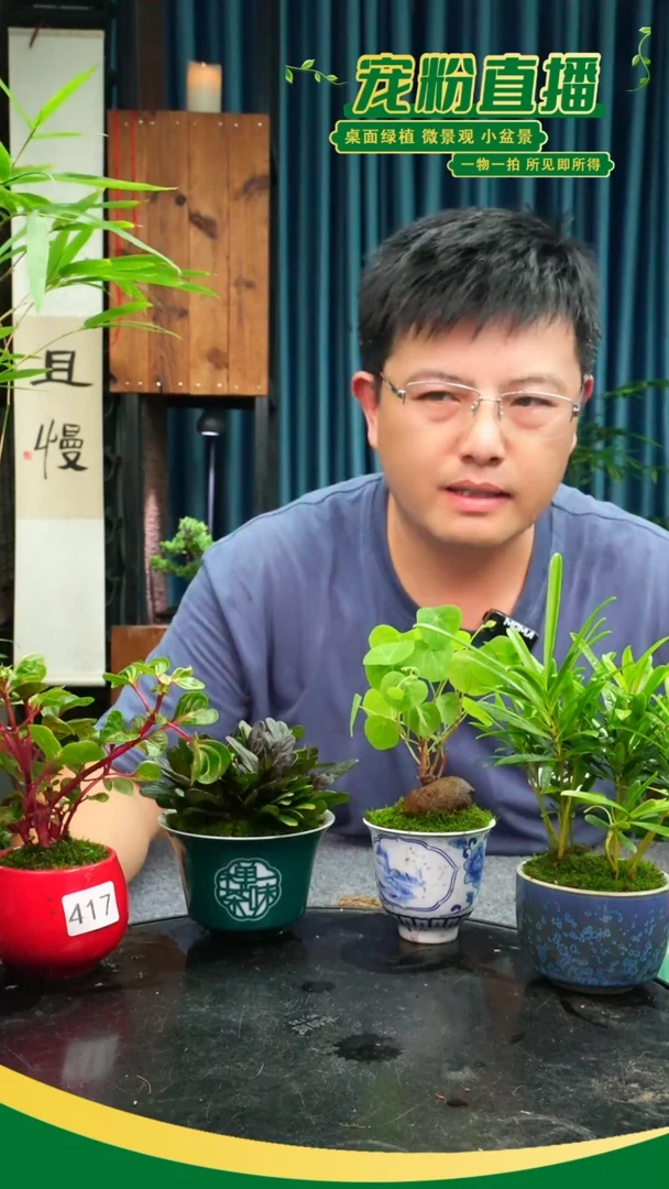 无花朵香**仙苔藓微景观417号