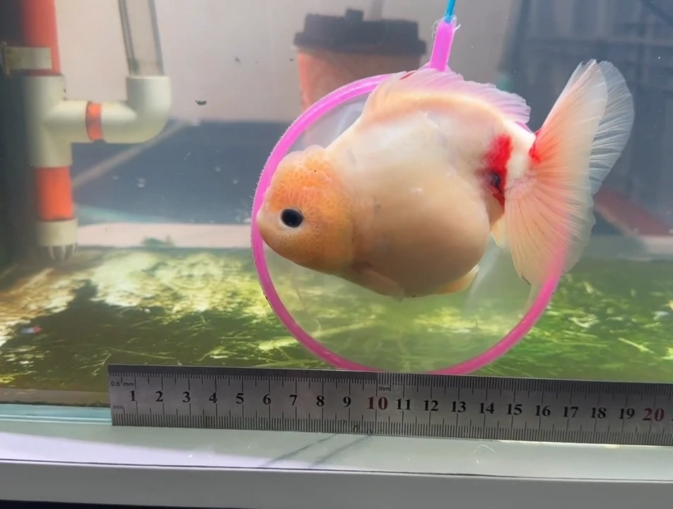 狮头鱼每2条15元包装费，未拍包装费 不包邮
