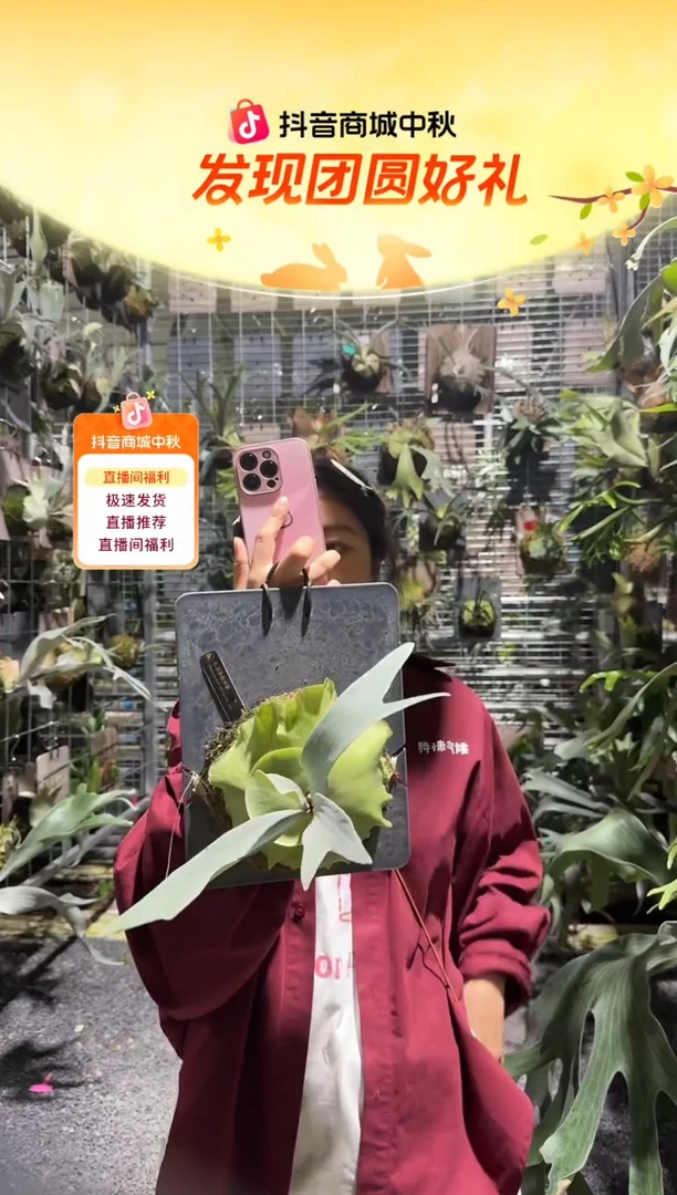 不开花植物L787-白燕麦侧芽