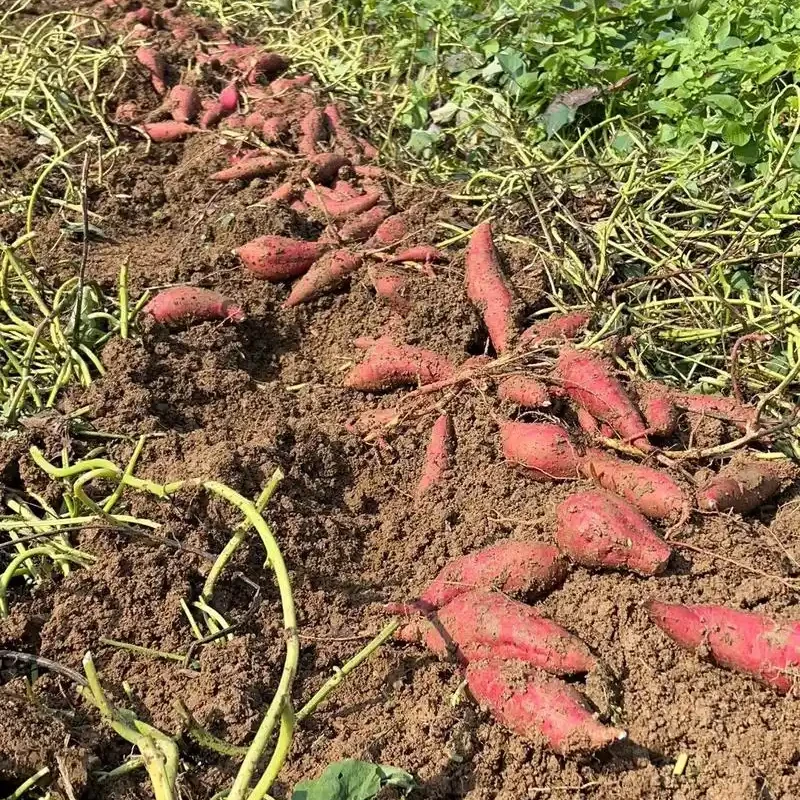 延庆红薯红壤软糯香甜红心蜜薯北京市