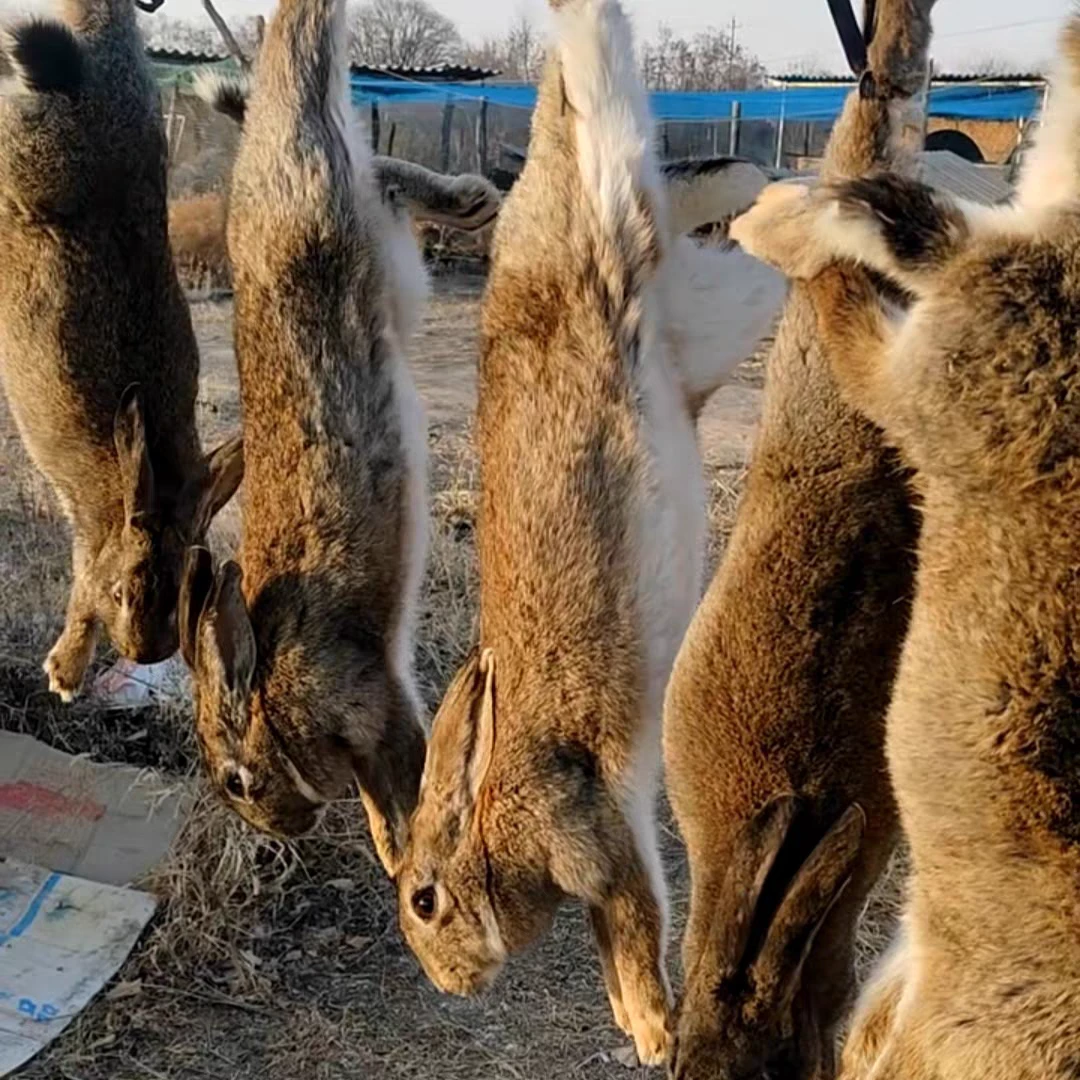 内蒙古草原散养鲜兔