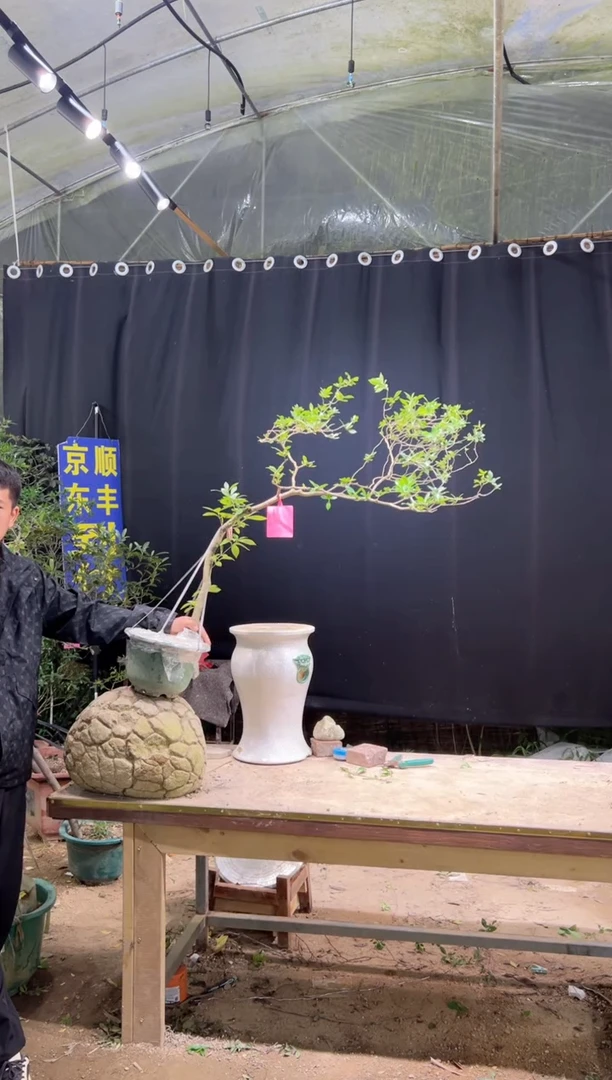 当前无花朵，栽培后可花朵T****e  海岛栀子花