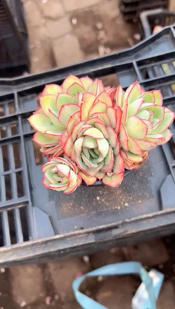 静*?多肉植物一物一拍16231