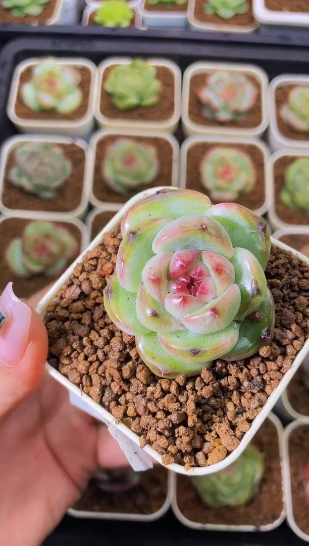 8313 {2024年新款珍妮}混发  量拍随机发一个