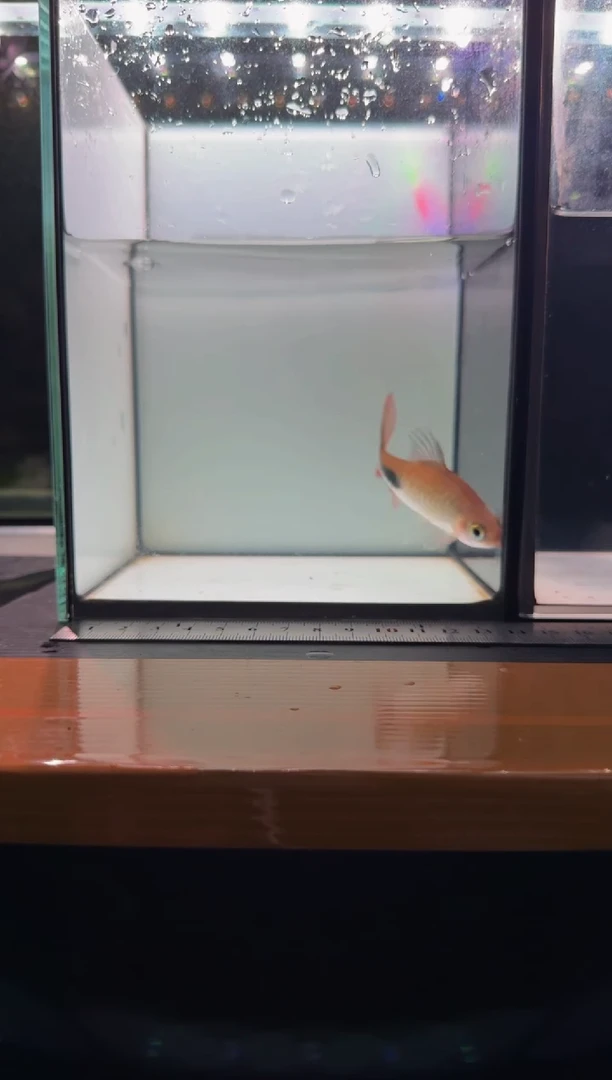 海水鱼彩虹道人1111