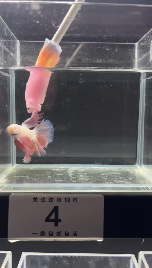 斗鱼斗鱼竟拍连接04