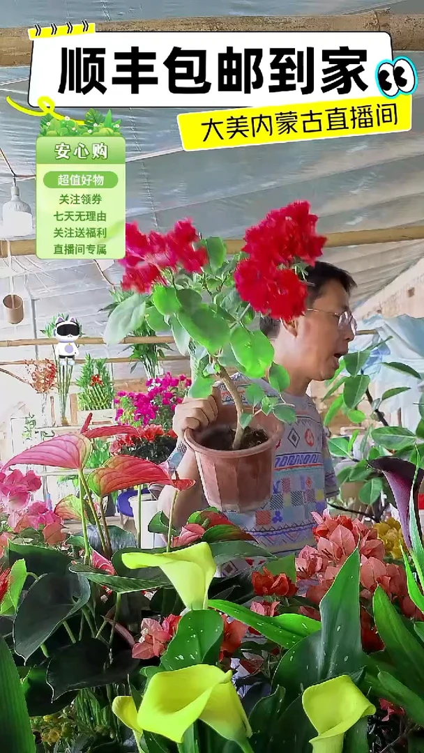 完全开放重瓣同安红