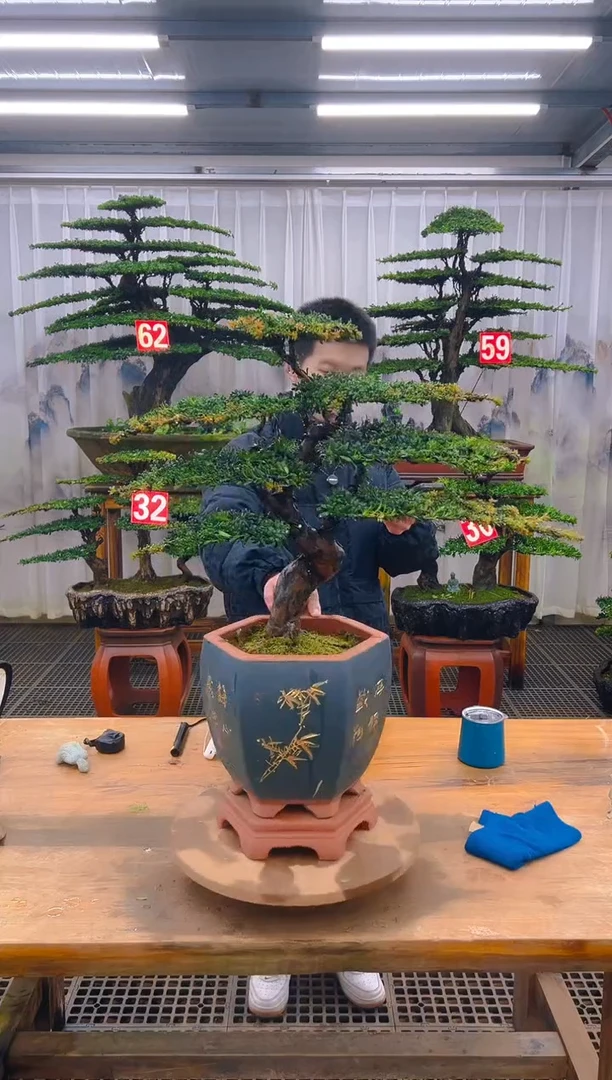 无花朵郑**生精品盆景直播间一物一拍