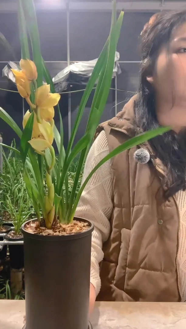 大部分开放少量花苞金凤凰3苗带花种好发货