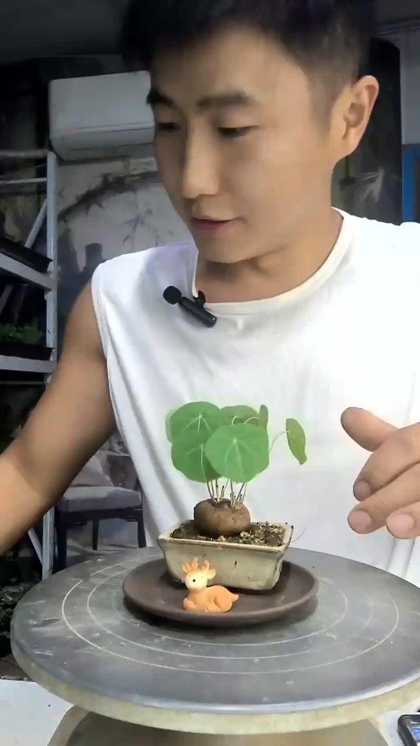 j***郑中青园艺一物一拍58