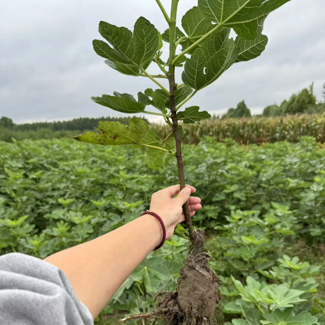 一物一拍无花果树苗波姬红芭劳奈青皮盆栽地载