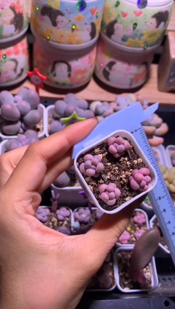 小奶包奶酪多肉一盒带盆发