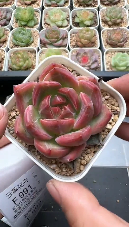 990F云禹多肉植物 默认脱土纸巾打包 3颗包邮