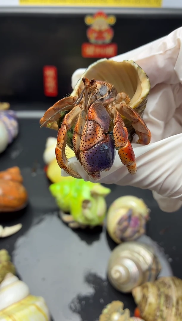 2好乖乖的西伯寄居蟹