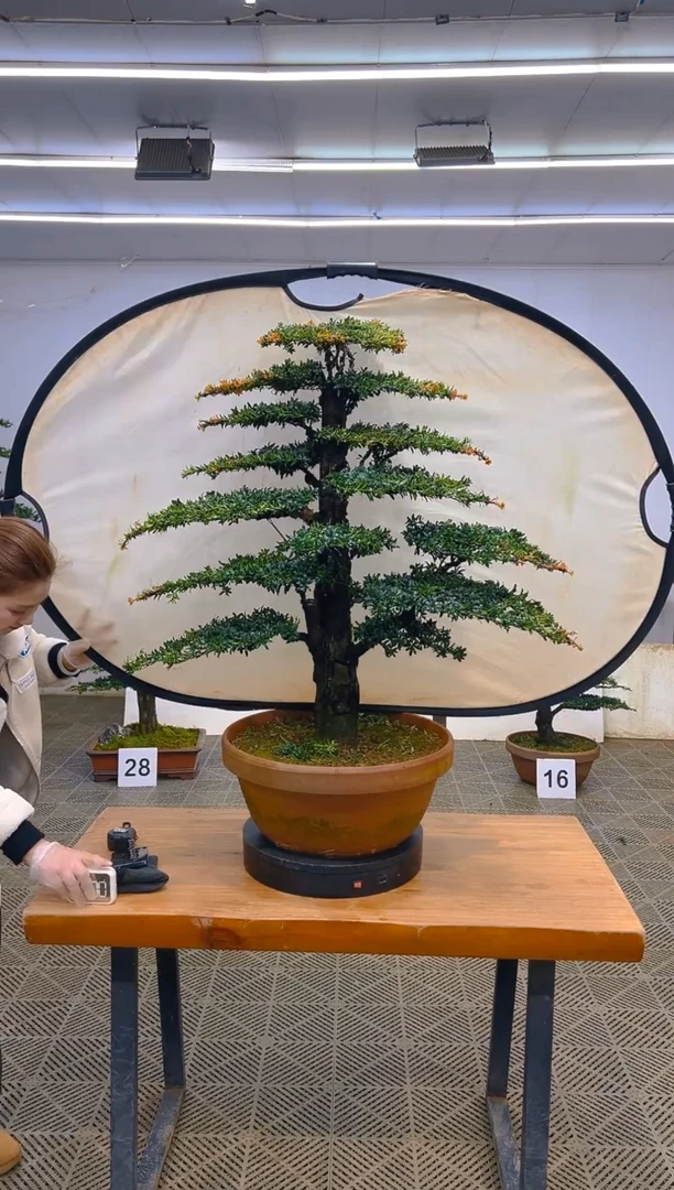 无花朵一物一拍一物一拍