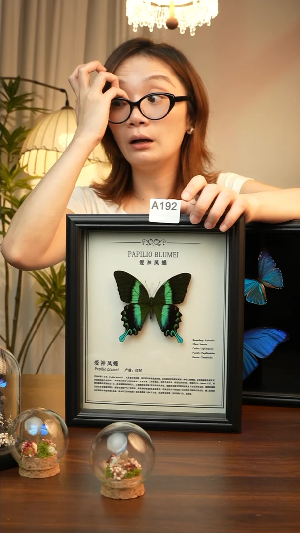 爱神凤蝶10欧式黑框A192