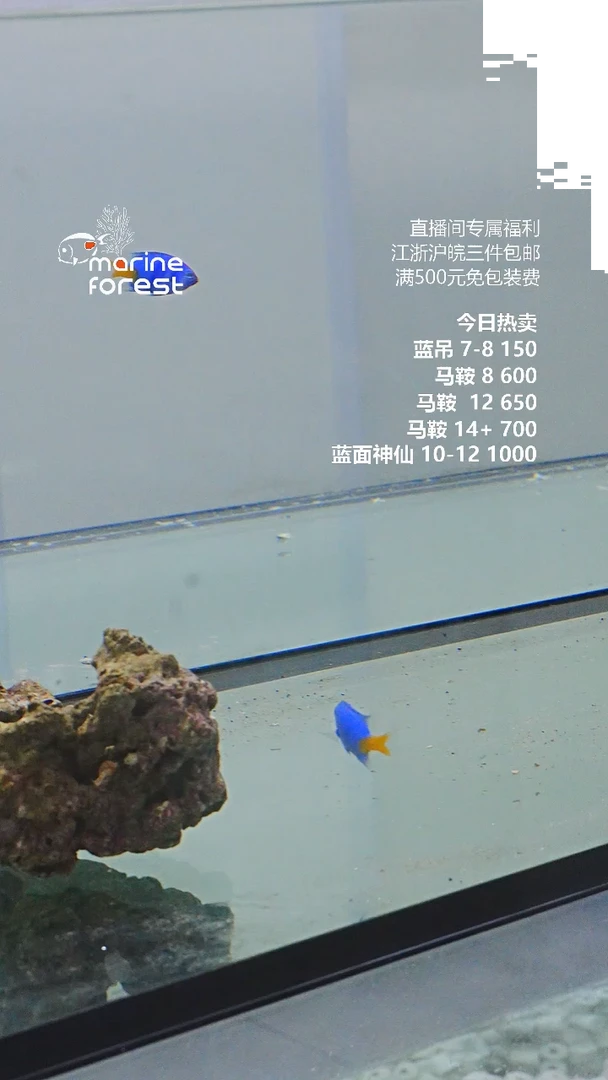 中国大陆黄尾蓝魔两条 鱼友专拍