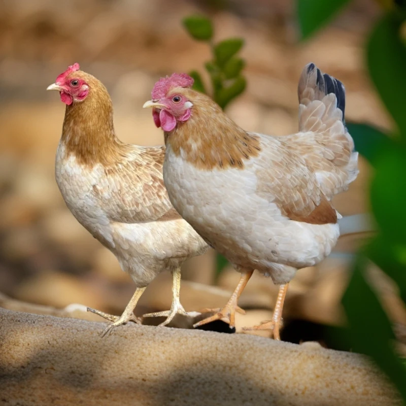 2只小母鸡 跑山鸡 走地鸡【宠物鸡】 顺丰/京东包邮