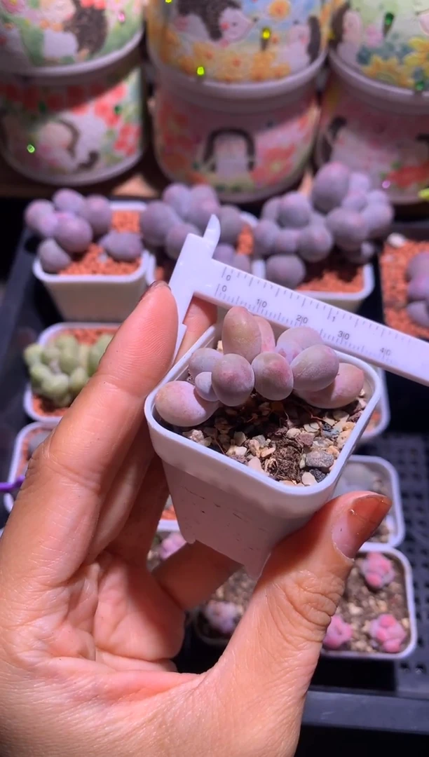 蛋黄奶酪多肉，满28包邮，不满发一个叶片到付