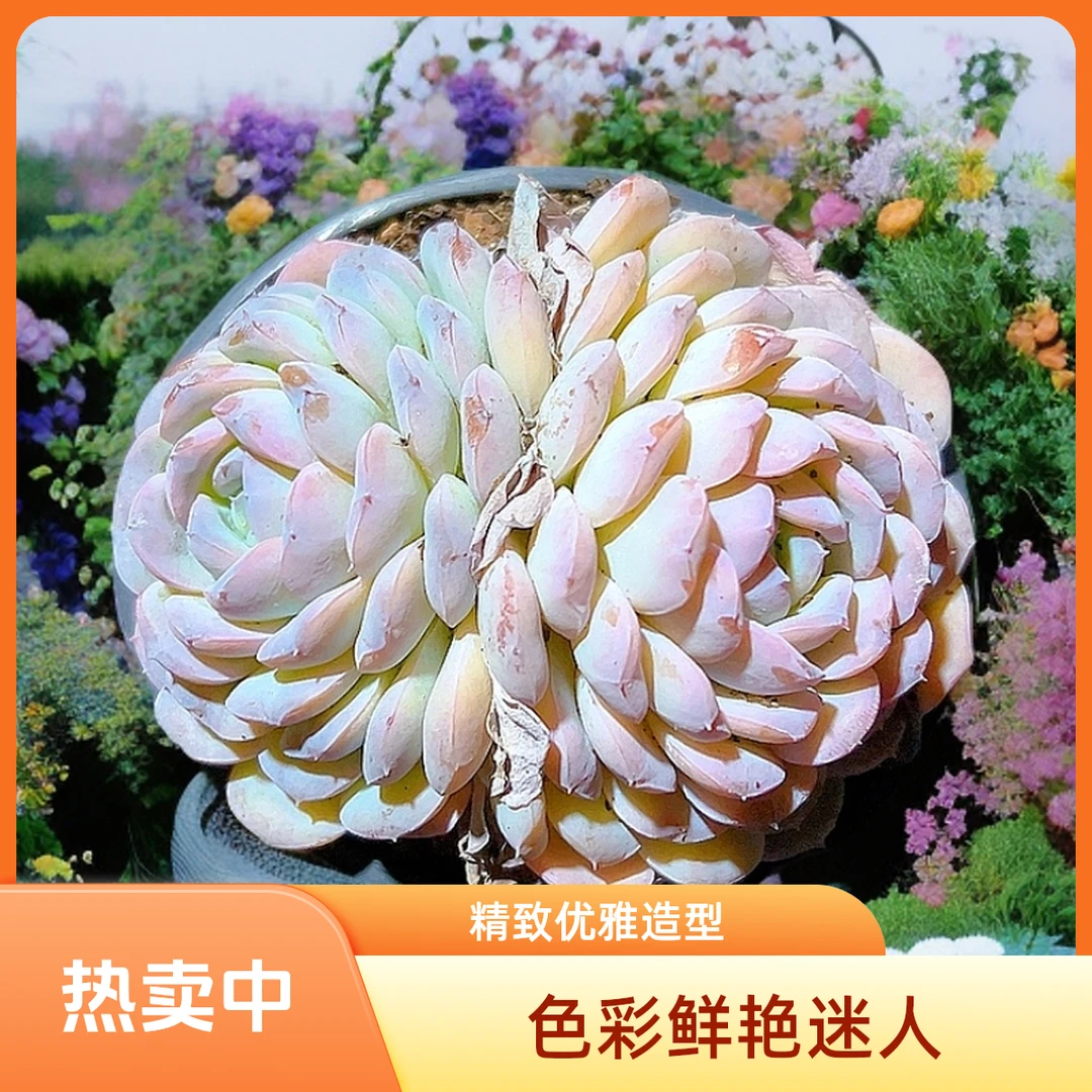 雪颜  光头强多肉植物散光上盆种植固定净化空气耐旱