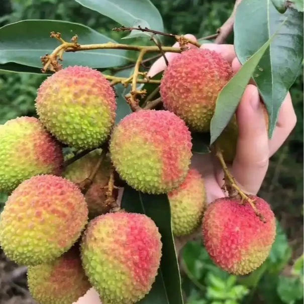 【韩大乐】妃子笑荔枝1斤/3斤广西壮族自治区