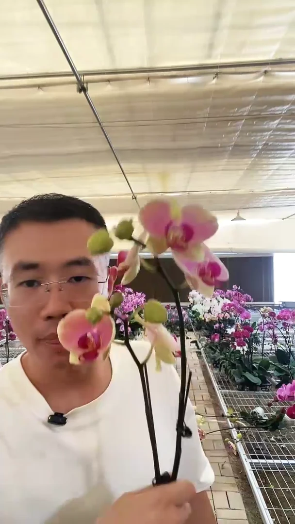 完全开放微瑕蒙娜丽莎带花花后苗2棵，无售后