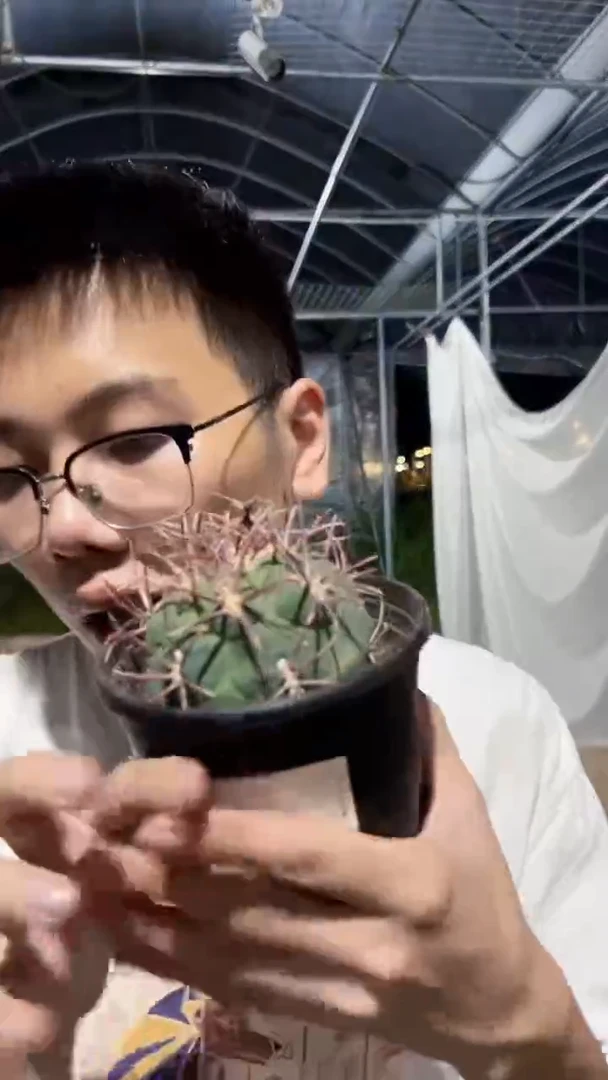 绯冠龙 带根 7-10cm