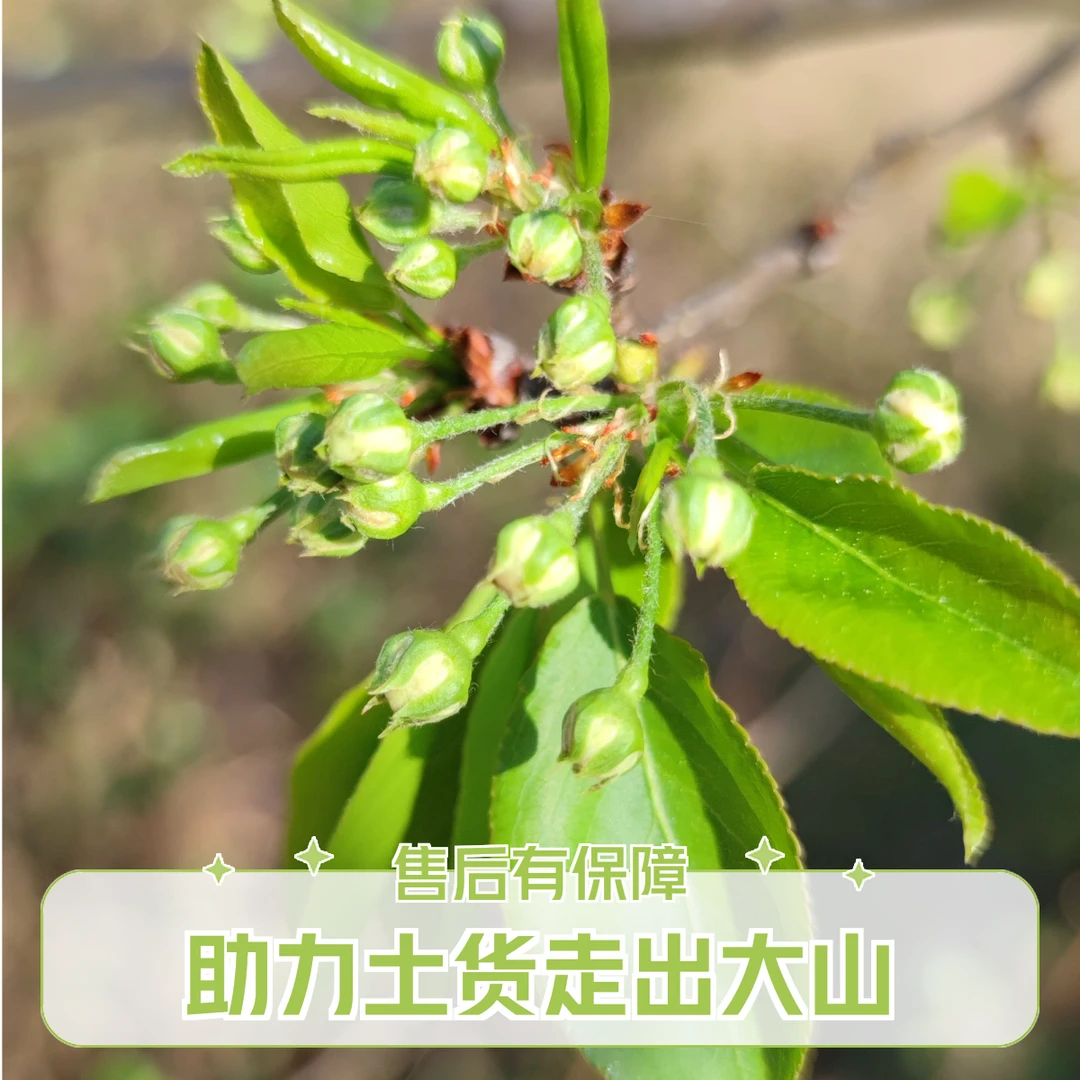 云南新鲜采摘野生堂梨花现摘现发包邮到家坏了包赔助力山货走出山