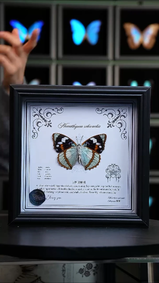 白斑迷蛱蝶反面8寸欧式方框