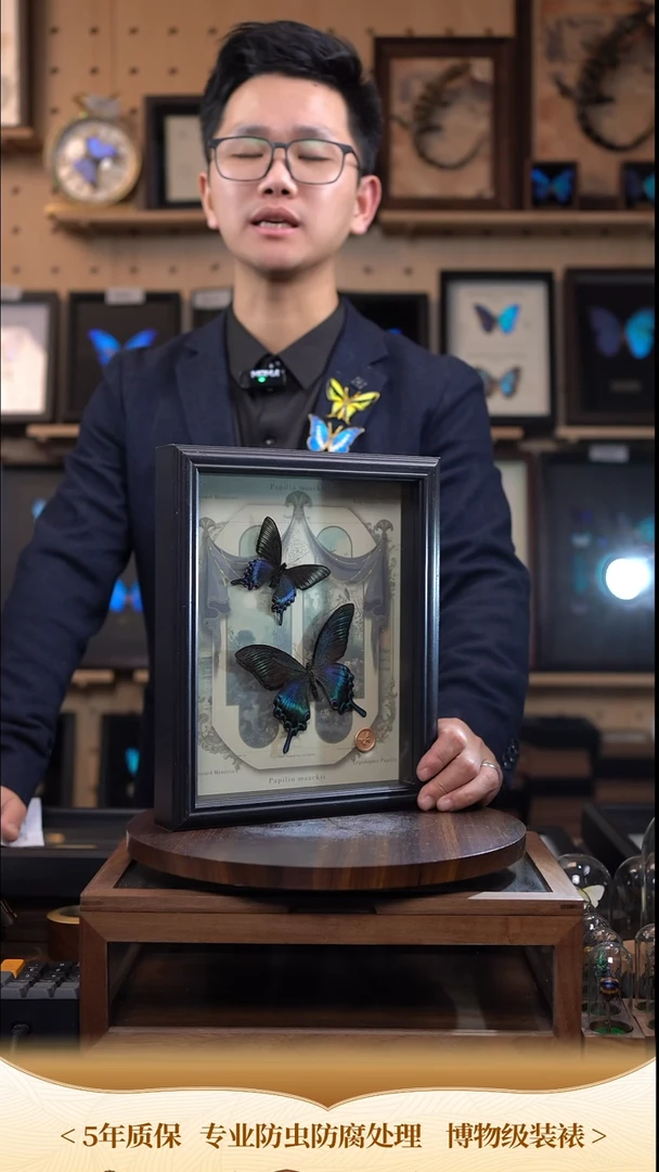 绿带翠凤蝶春夏型组合复古窗花款