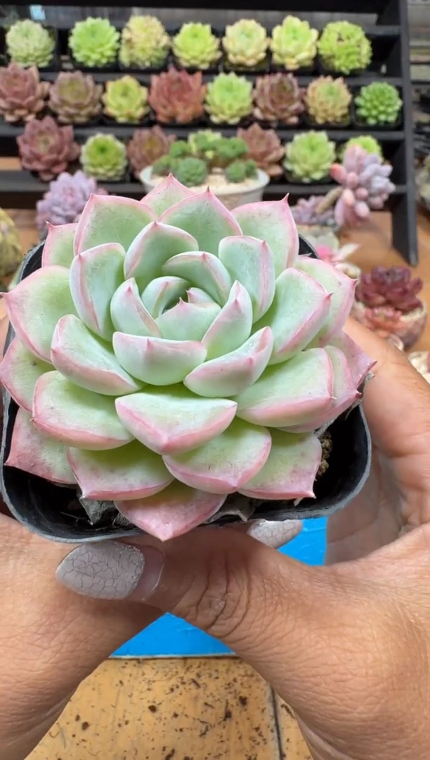 东云多肉园二店-720