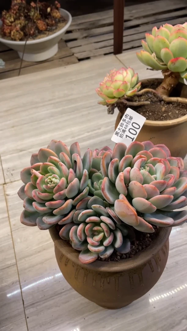 【闪购商品】100香橙