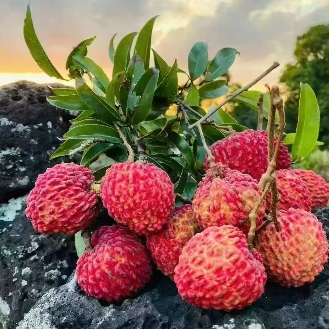 【不泡水】（荔枝王荔枝上线）25元一斤！海南省