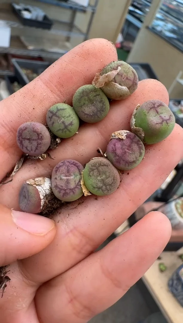 612多肉植物杂交一颗