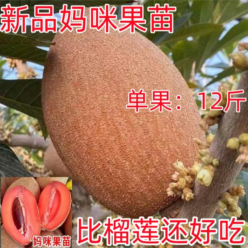 新品马加纳妈咪果苗果树南北方种植当年结果盆栽庭院四季种植果树