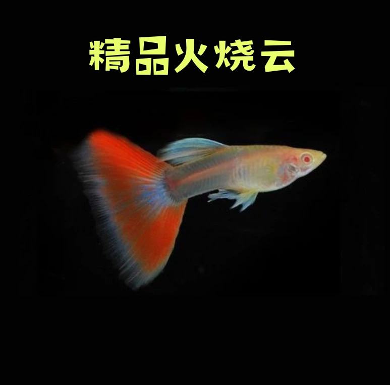 [小型热带观赏鱼] 火烧云孔雀鱼 淡水 耐养 胎生 好繁殖 适合混养