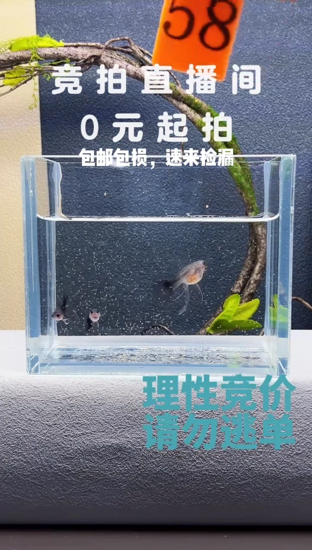 孔雀鱼蓝礼服大C一对+1长公编号58
