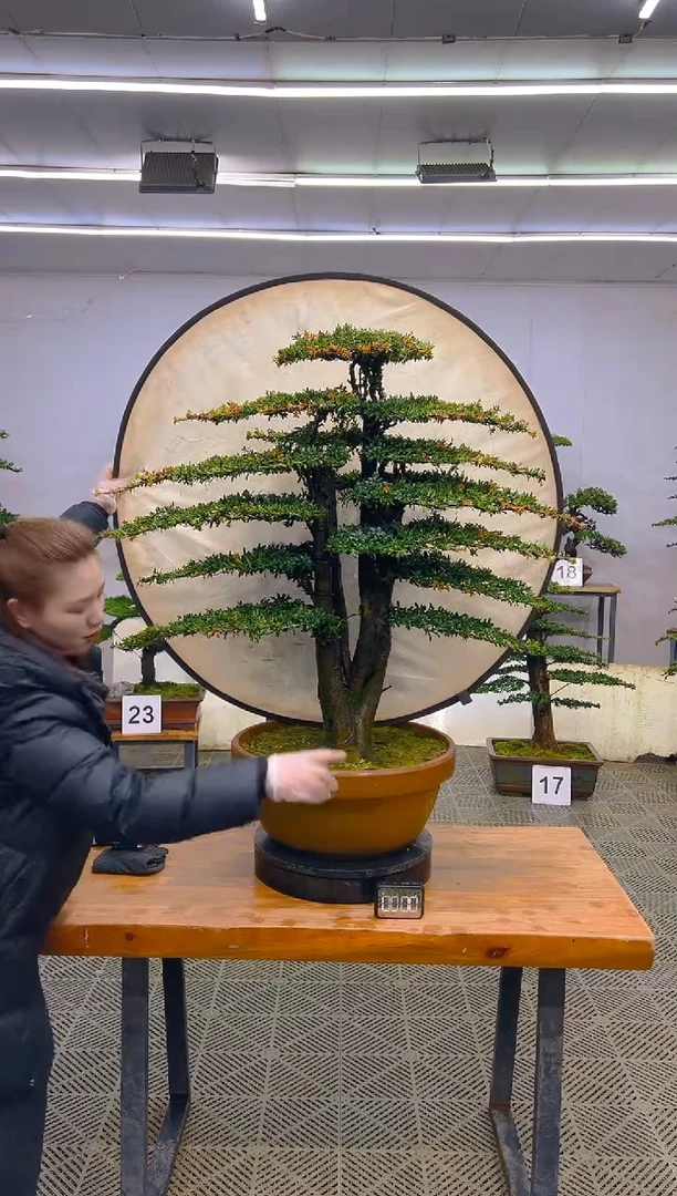 无花朵一物一拍一物一拍