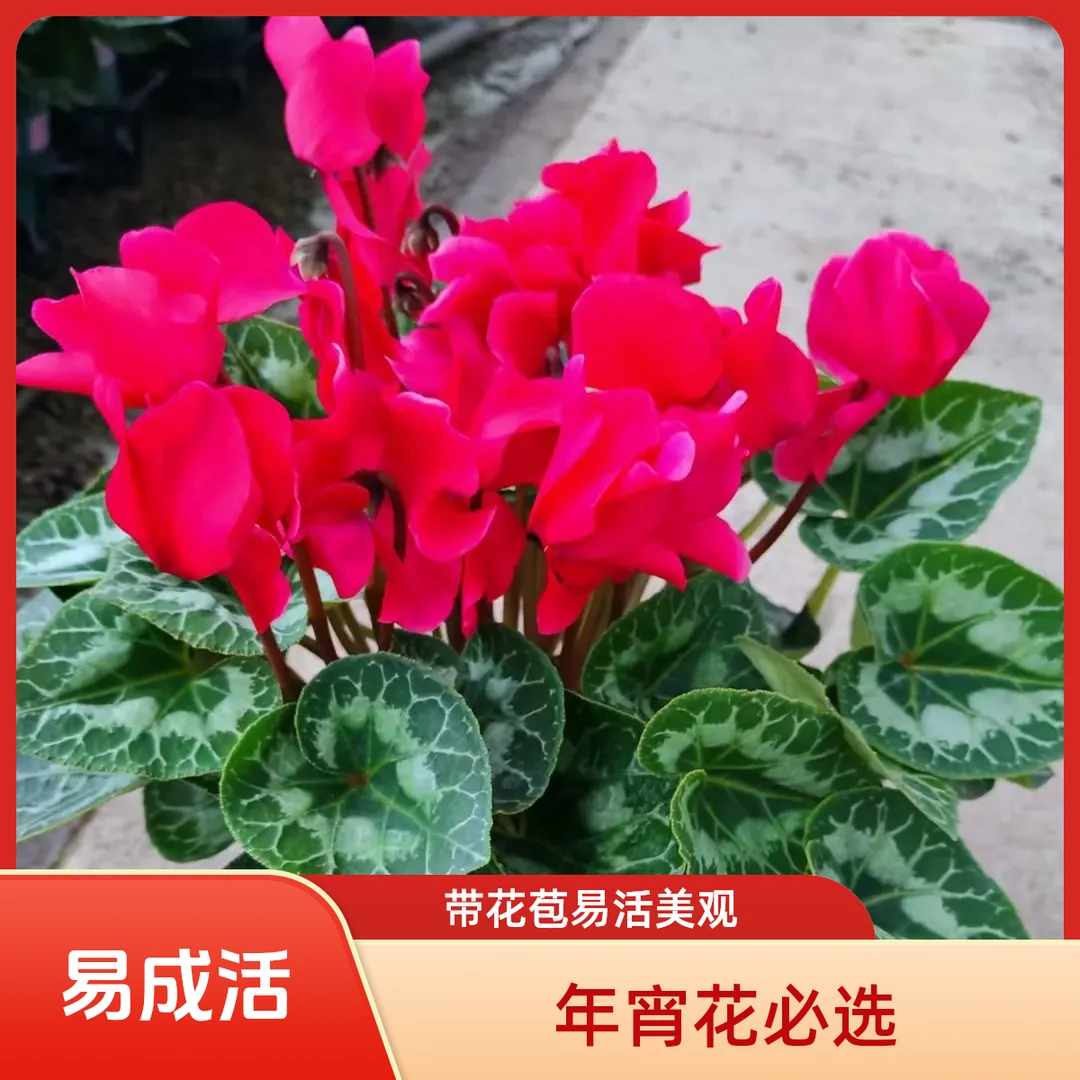 【中大花】带花苞仙客来盆栽四季开花大花大叶耐寒好养室内花卉