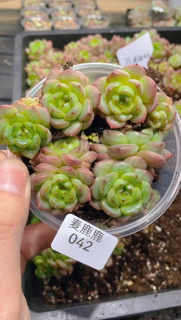 042黑眼豆豆      量拍