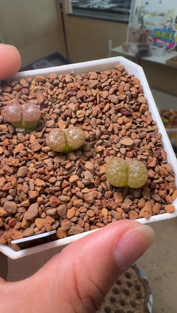 556多肉植物超蛋一颗