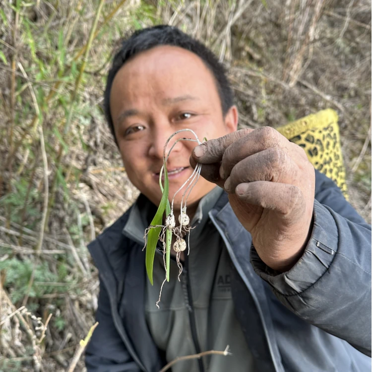 川贝 四川川贝母 松贝里面含有少量个别的青贝